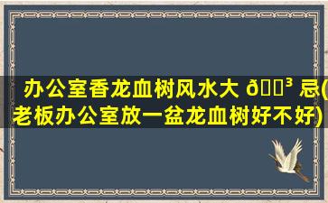 办公室香龙血树风水大 🌳 忌(老板办公室放一盆龙血树好不好)